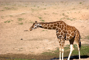 Giraffe