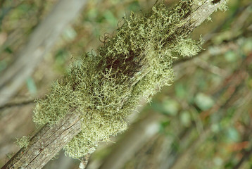 A mossy tree limb above the winter snowline