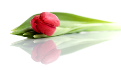 Red tulip isolated on white