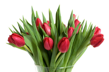 Red tulips isolated on white