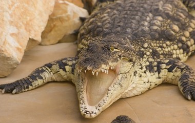 Crocodile