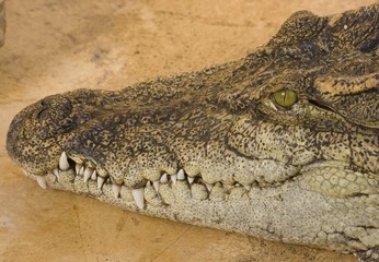 Portrait d'un prédateur