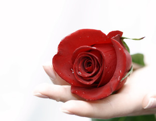 rose in hand on light background