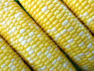 corn cobs - peaches and cream