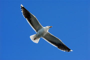 A seagull (Larus michahellis)