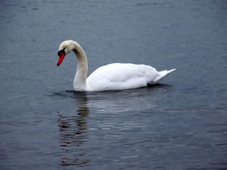 Obraz na płótnie Canvas Swan