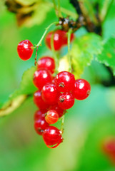 Red currant