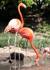 Flamingo