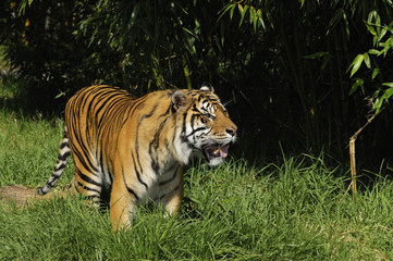 Bengal tiger on the prowl i