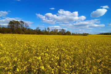 An image of yellow field of rape
