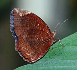 Brown butterfly on leaf