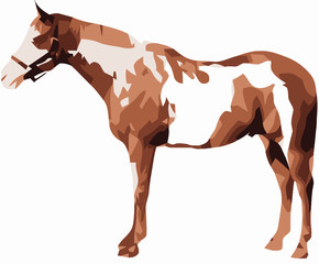 cavalo pinto © António Duarte