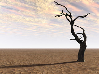 Tree on Desert