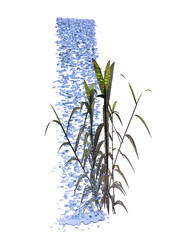 Water Fall Bamboo - Isolated