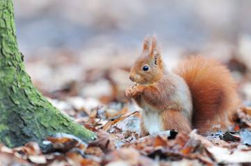 Naklejka na ściany i meble Red squirrel écureuil roux