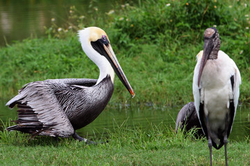 PELICAN