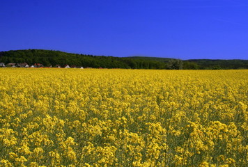 Obraz premium Rapsanbaugebiet