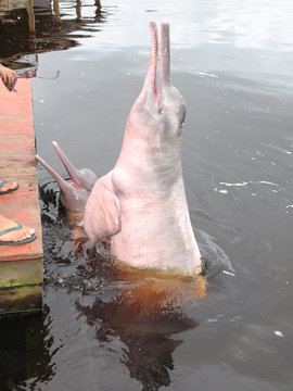 Amazonasdelfin (Inia Geoffrensis) Iniidae Familie, Rio Negro, Brasilien