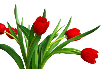 rote tulpen
