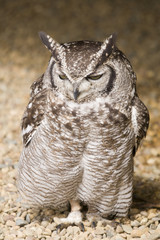 Spotted Eagle Owl