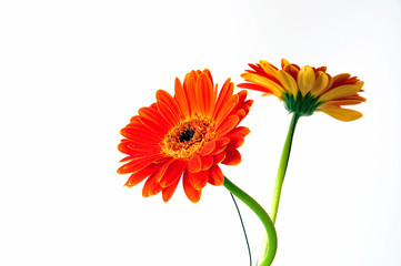 Orange Gerbera Blüte