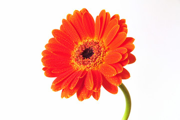 Orange Gerbera Blüte