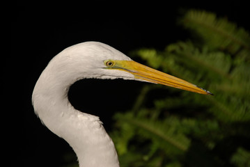 Closeup of white egret (egretta alba)