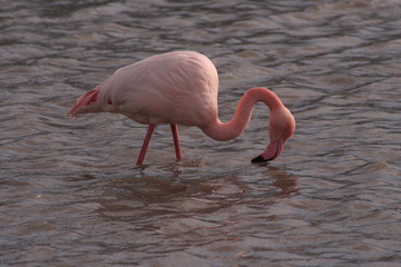 Flamant rose de Camargue © Noël Magis