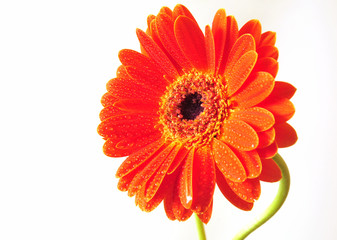 Orange Gebera Blüte