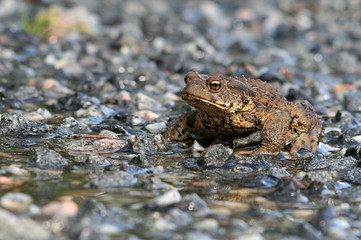 Toad