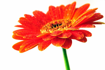 Orange Gerbera Blüte © fichtelsonne