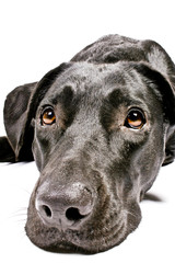 black dog looking sad