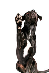 black dog waving paw