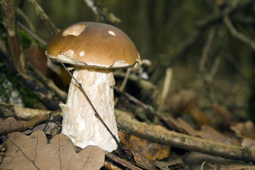 the brown mushroom in wood