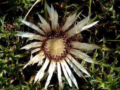 Bl&uuml;hende Distel