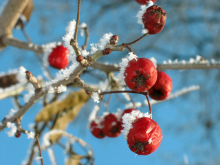 Red berry  hawthorn close up.