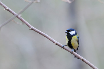 Fototapeta premium Mésange charbonnière Parus major