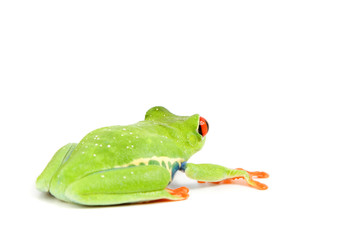 Obraz premium frog macro - a red-eyed tree frog (Agalychnis callidryas)