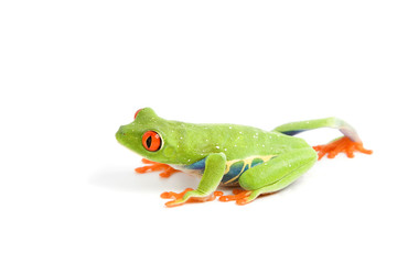 frog macro - a red-eyed tree frog (Agalychnis callidryas) 