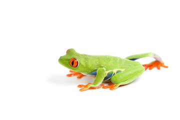 frog macro - a red-eyed tree frog (Agalychnis callidryas)