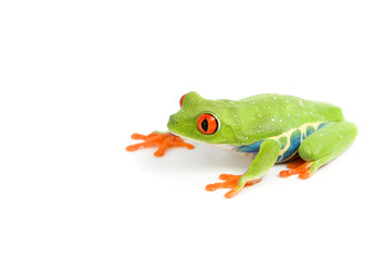 frog macro - a red-eyed tree frog (Agalychnis callidryas)