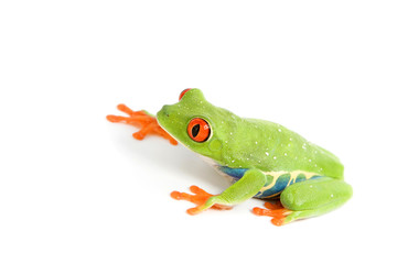 frog macro - a red-eyed tree frog (Agalychnis callidryas)