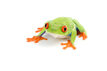 frog macro - a red-eyed tree frog (Agalychnis callidryas)