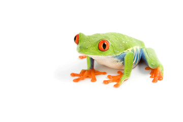 frog macro - a red-eyed tree frog (Agalychnis callidryas)