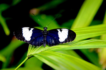 BLUE BUTTERFLY