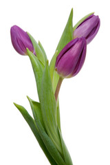 Purple tulips isolated on white