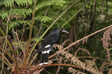 blue mountains crow