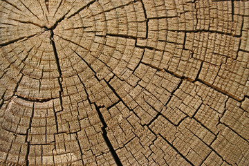 Fototapeta premium Wood texture