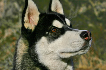 Husky