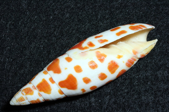 Junonia shell